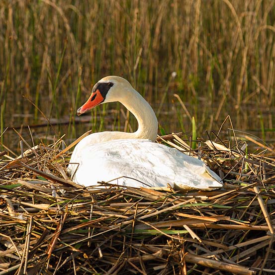 A swan nesting among branches near the water