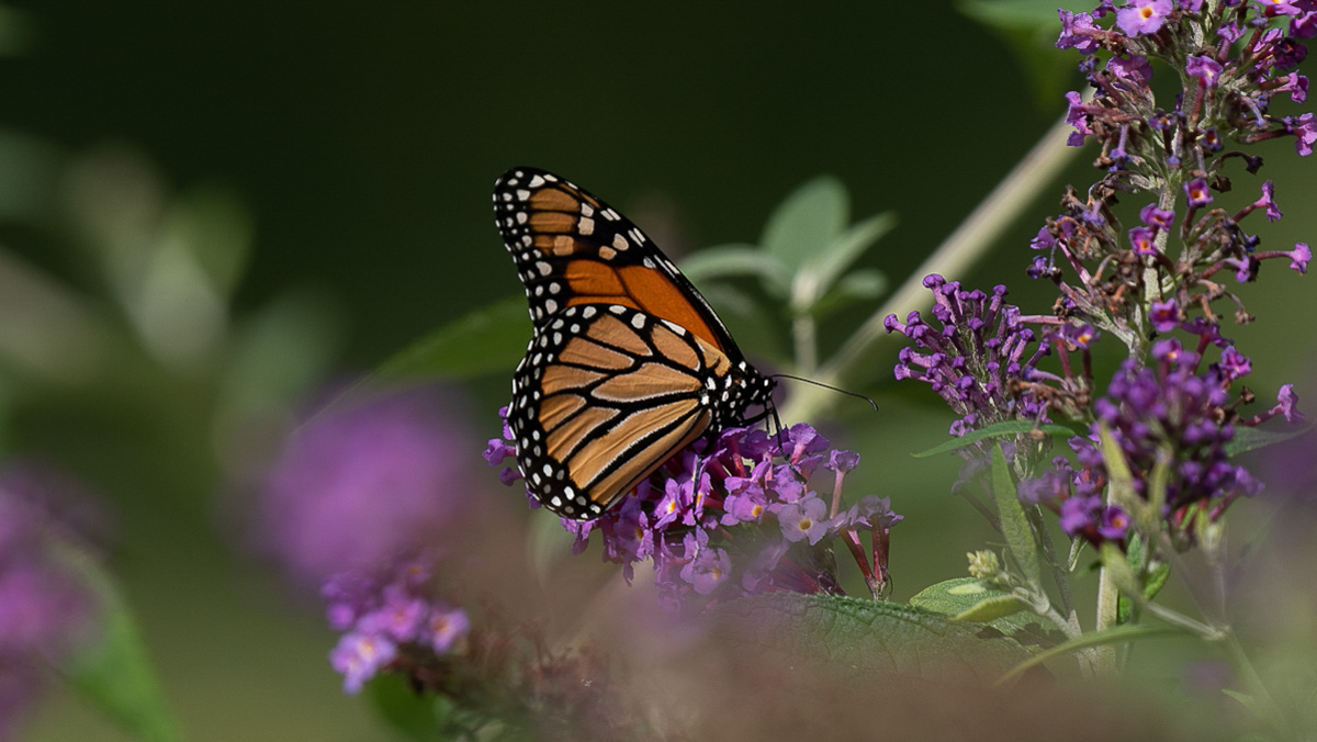 Monarch butterfly on purple flowers