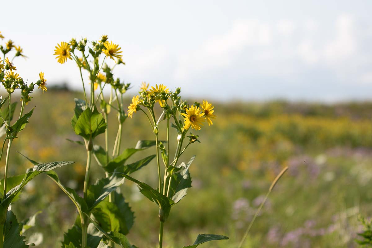 Yellow flowers with open field and sky