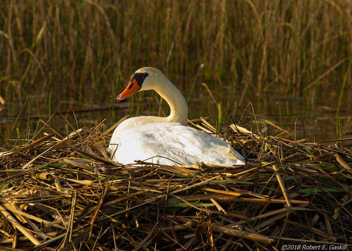 Swan in nest by water
