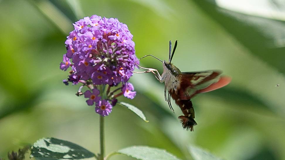 Purple flower with hummingbird moth