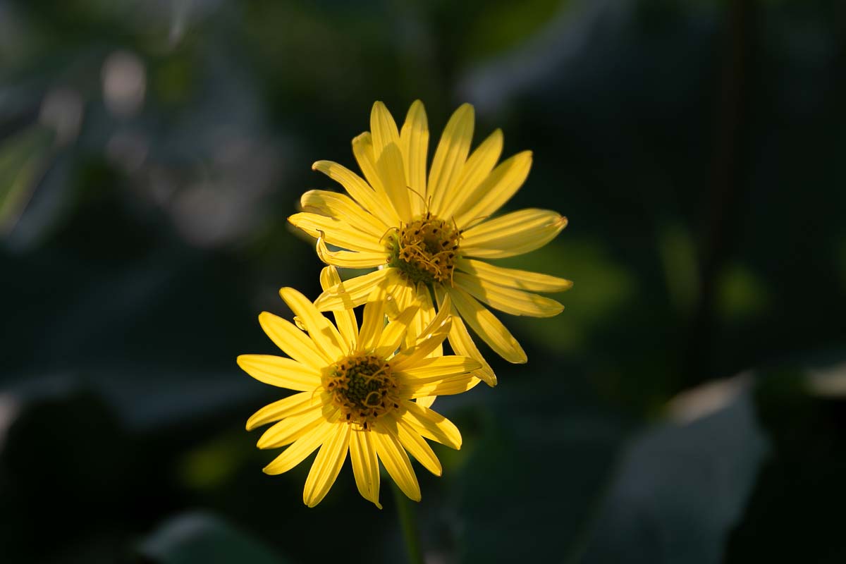 Yellow flower with dark backdrop