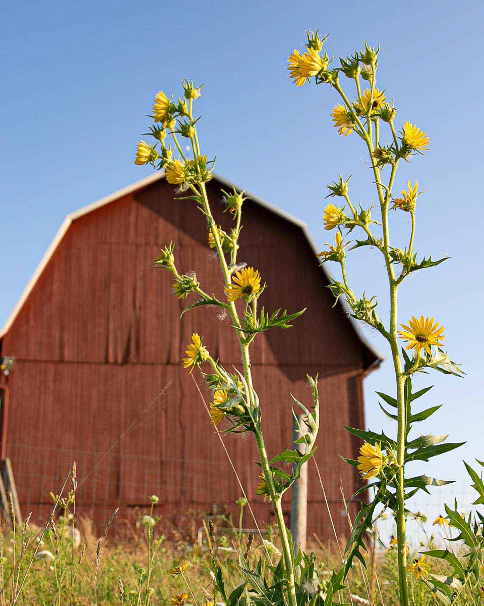 Yellow flowers with red barn behind them